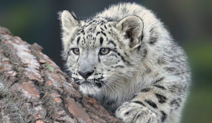 Young snow leopard, for article on snow leopard population