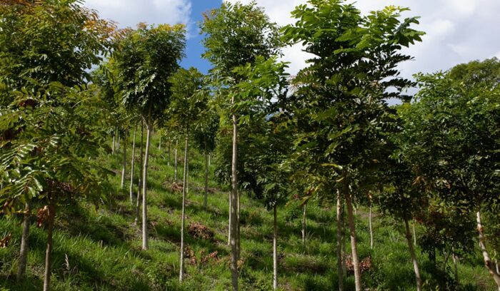 Young trees, for article on African reforestation