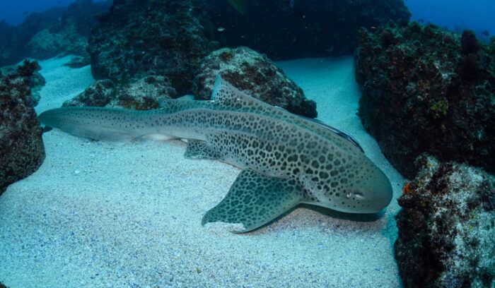 Zebra shark, for article on zebra shark rewilding