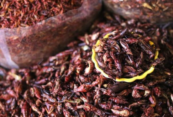 The EU to allow markets to sell insect-based foods in ‘breakthrough moment’