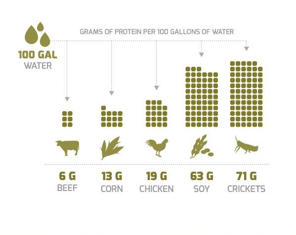 Insects - the most water efficient source of protein on the planet ...