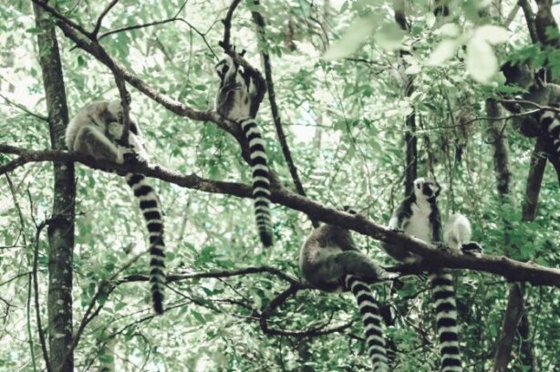 graphic node pxn nMy wew unsplash, for article on Madagascar settlement