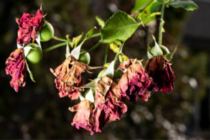 Withered red roses in autumn garden . Dry roses on a bush