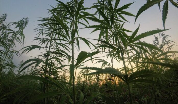 Lebanon becomes first Arab country to legalize cannabis farming