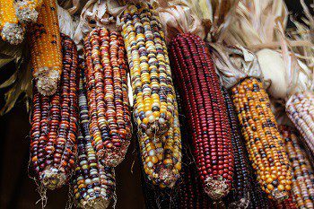uriel soberanes unsplash, for article on ancient cinnamon trade