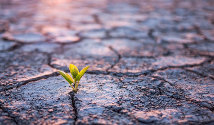 Green plant sprout in cracked soil, for article on Great Green Wall