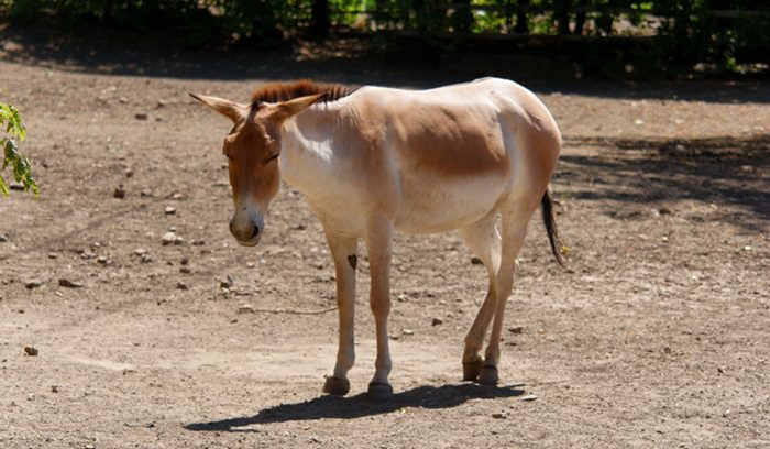 Onager, for article on onager reintroduction