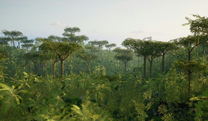 Rainforest canopy, for article on tropical forest reserve