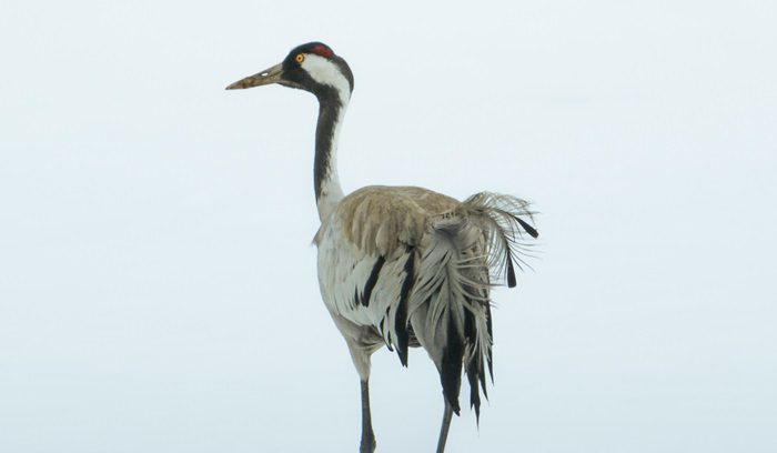 Crane bird in the snow, for article on Siberian crane recovery
