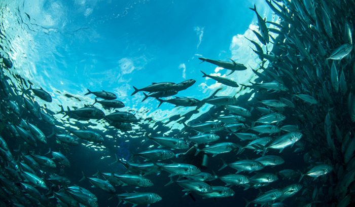 School of fish, for article on Marshall Islands marine sanctuary