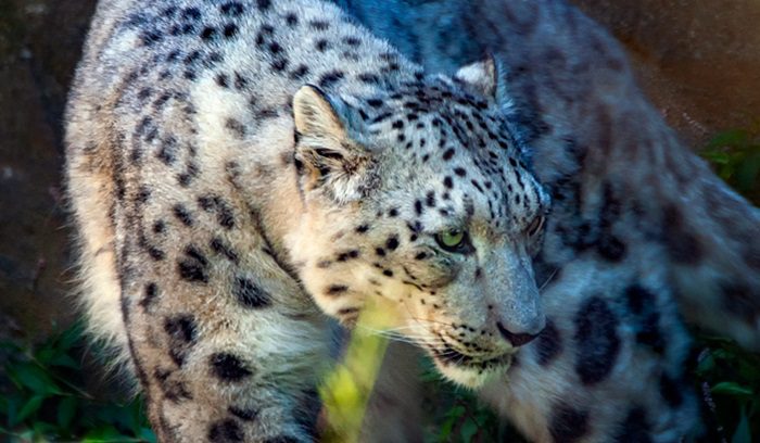 Snow leopard, for article on snow leopard population