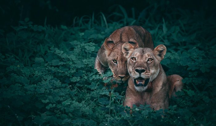 Two lions, for article on wildlife trafficking seizure