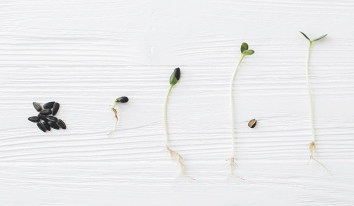 Photograph of various stages of plant's life, demonstrating growth, from article: What is change.