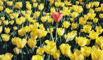 One red flower among dozens of yellow flowers