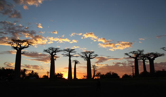 Silhouette of baobob trees