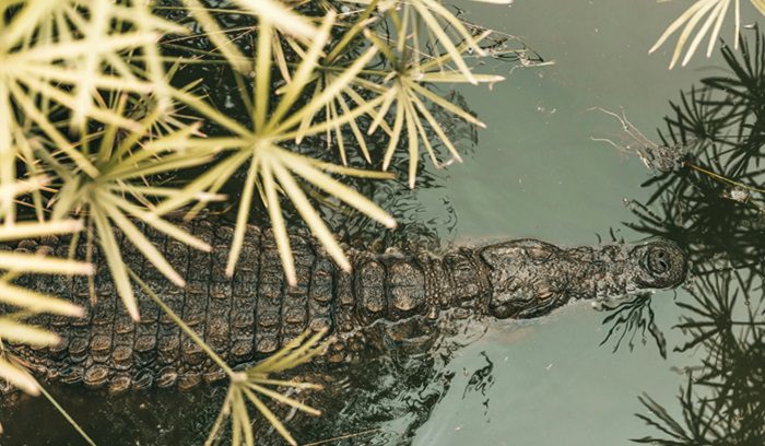 Crocodile from above, for article on Siamese crocodile release