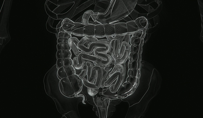 Illustration of intestines