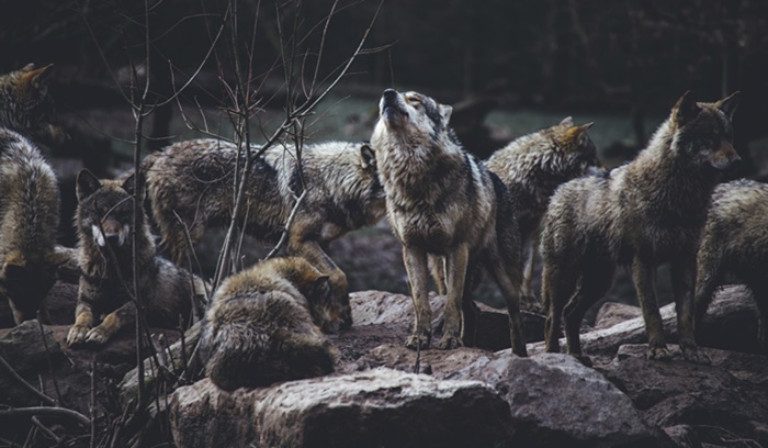 Wolf pack