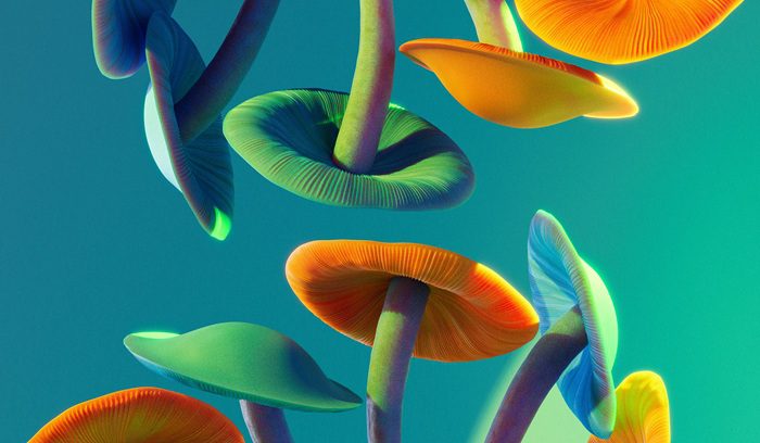 Close-up of psilocybin mushrooms in a clinical research setting for an article about psilocybin therapy