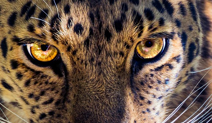 A jaguar resting near water in a South American forest, for an article about jaguar population recovery along the Brazil-Argentina border