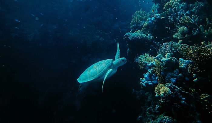 Aerial view of a coral reef and turquoise lagoon for an article about Samoa marine protected areas