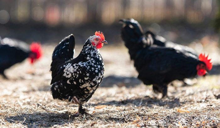 Hens walking freely in a bright cage-free barn for an article about cage-free egg pledges