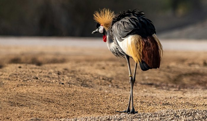 A gray crowned crane standing in a wetland marsh, for an article about gray crowned crane recovery in Rwanda