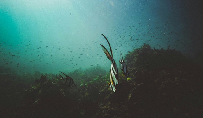 Fishes underwater