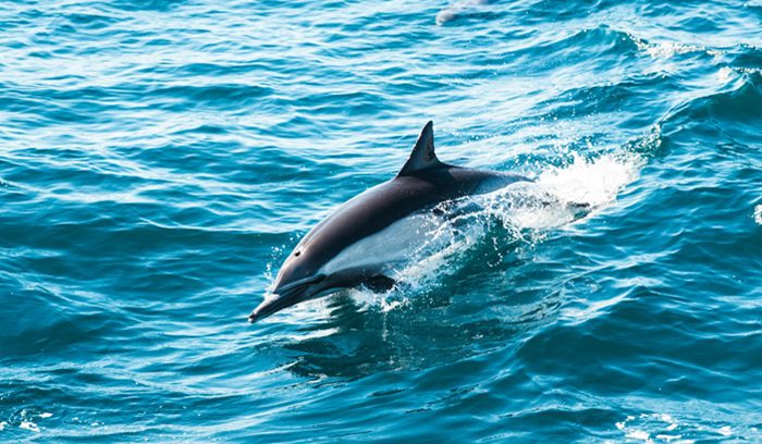 A dolphin leaping from ocean waves for an article about the Mexico dolphin ban
