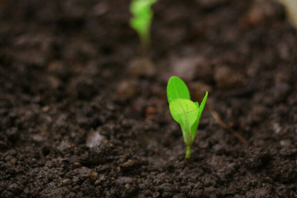 Hands pressing a seedling into dark soil for an article about tree planting Ethiopia