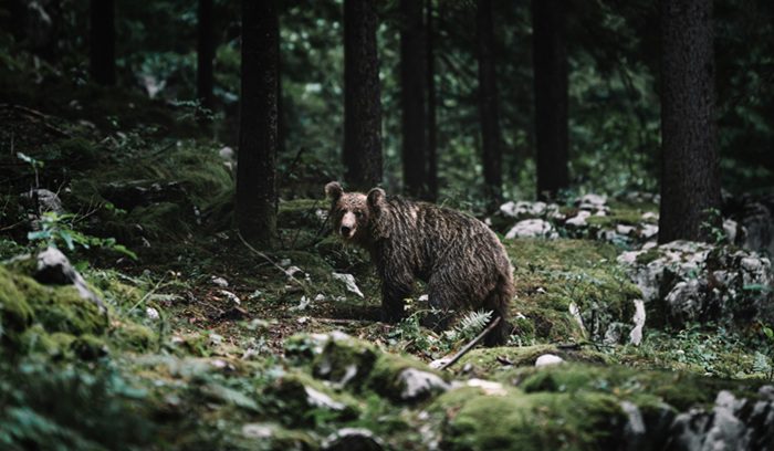 Bear roaming through the misty old-growth forest of the Great Bear Rainforest agreement protected wilderness