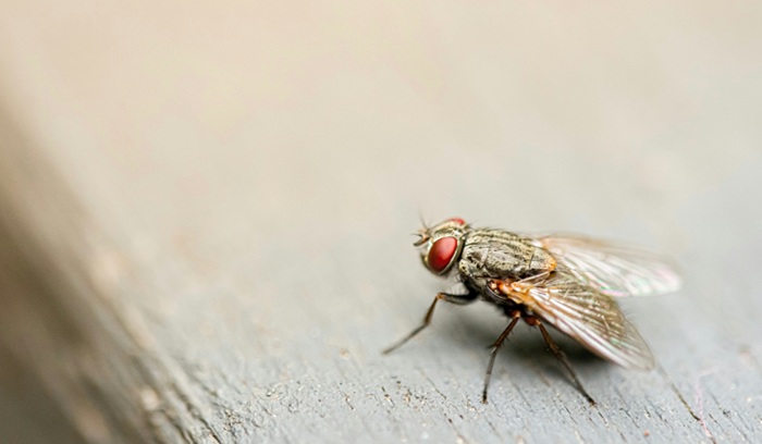 Kenya declared free of deadly sleeping sickness by WHO