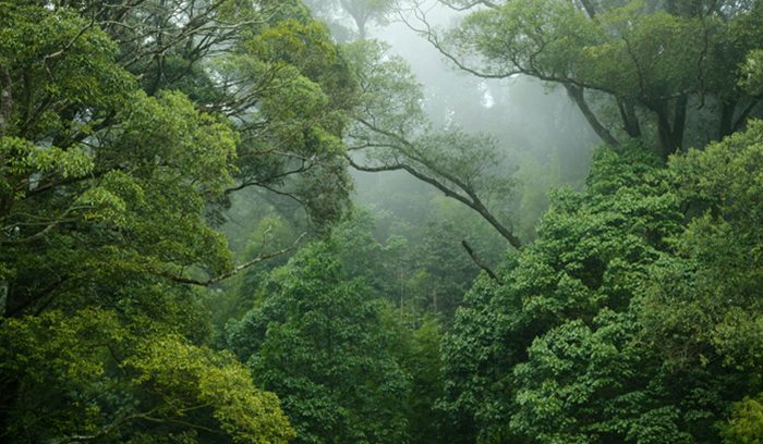 Aerial view of dense tropical rainforest canopy for an article about Mayan forest protection