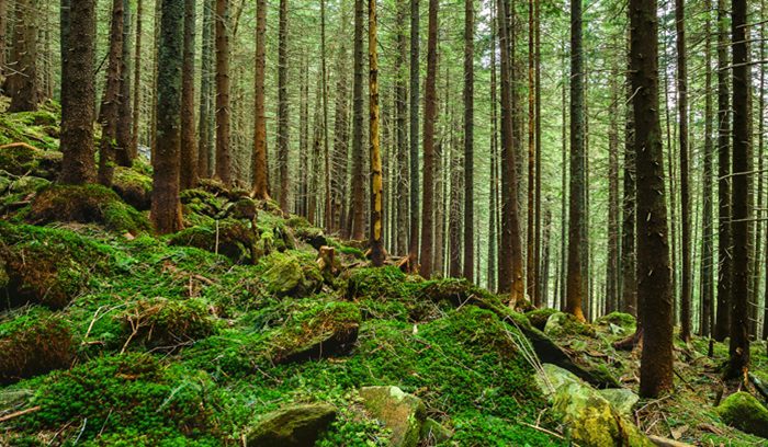 Tall older-growth trees in a dense Pacific Northwest forest for an article about Washington legacy forests protection