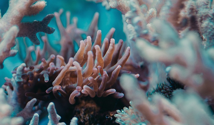 Coral