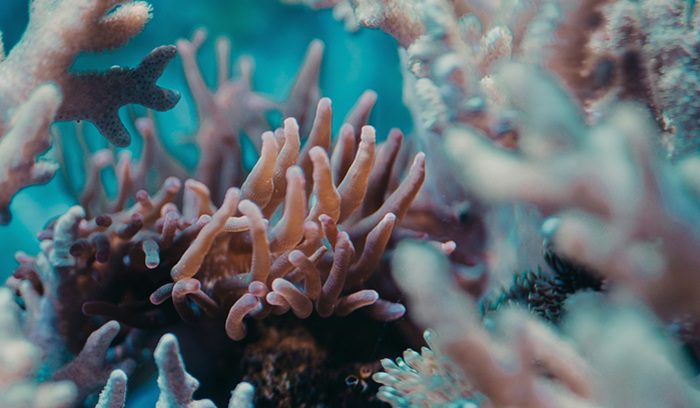 Vibrant coral reef teeming with tropical fish for an article about coral reef protection in the Philippines