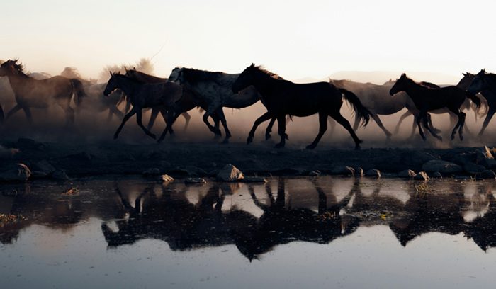 A herd of wild horses grazing on an open highland plateau for an article about wild horse rewilding in Spain