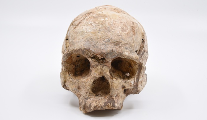 Dubois Collection skull