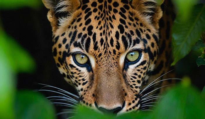 A wild jaguar moving through dense tropical forest, for an article about Mexico jaguar population recovery