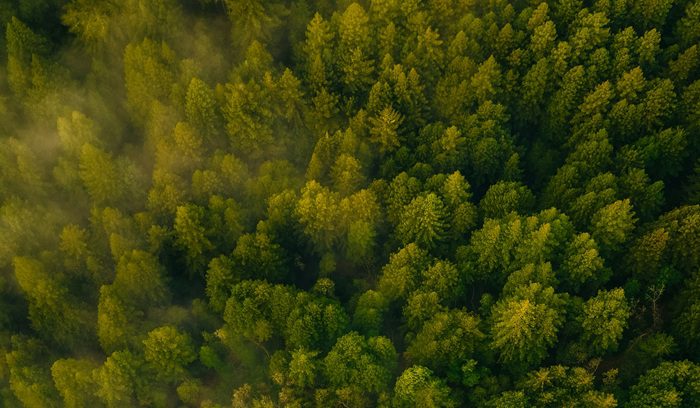 Aerial view of dense green forest canopy in China for an article about China reforestation