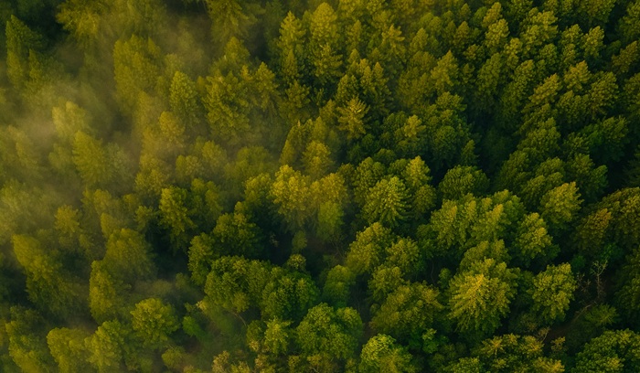 Aerial view of forest