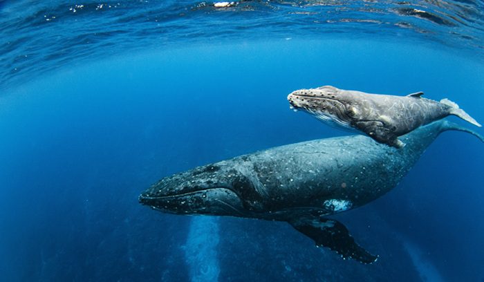 A humpback whale breaching off the Australian coast for an article about humpback whale recovery