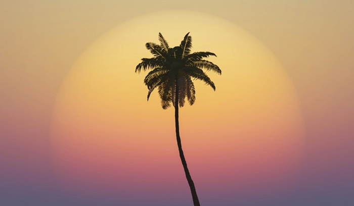 Silhouette of palm tree