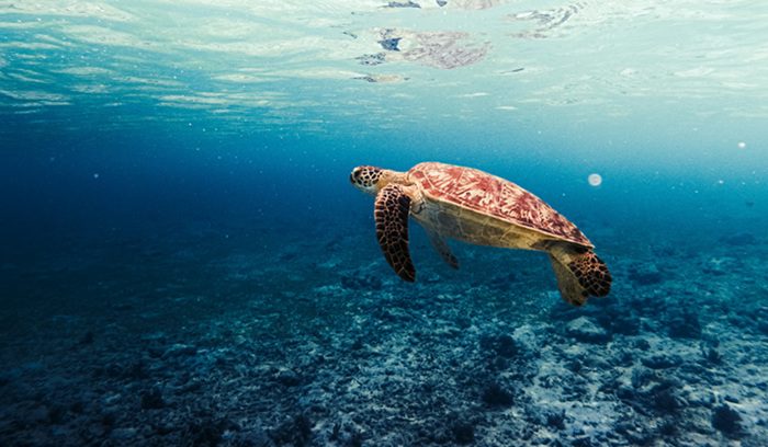 A green sea turtle swimming above a seagrass meadow for an article about green sea turtle recovery