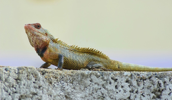Iguana