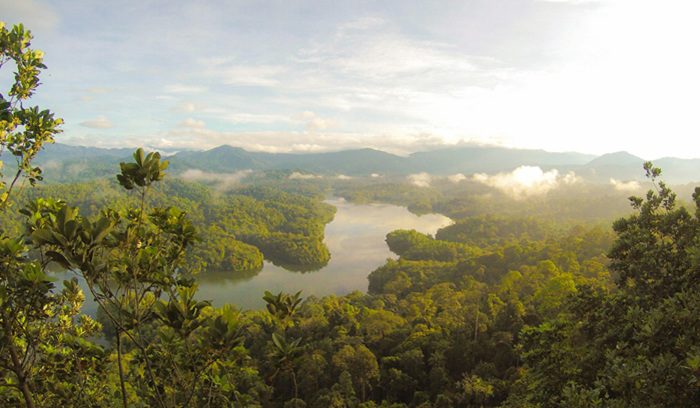 Aerial view of dense tropical rainforest canopy for an article about Indigenous land rights