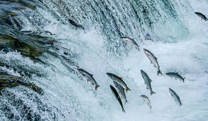 A Chinook salmon swimming upstream in a clear river for an article about Klamath River salmon return