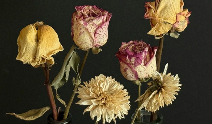 Wilting flowers