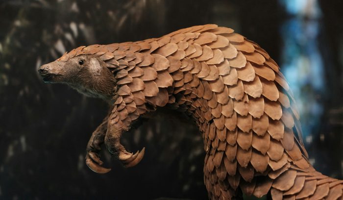 A pangolin curled into a defensive ball in natural habitat, for an article about Nigeria wildlife trafficking law