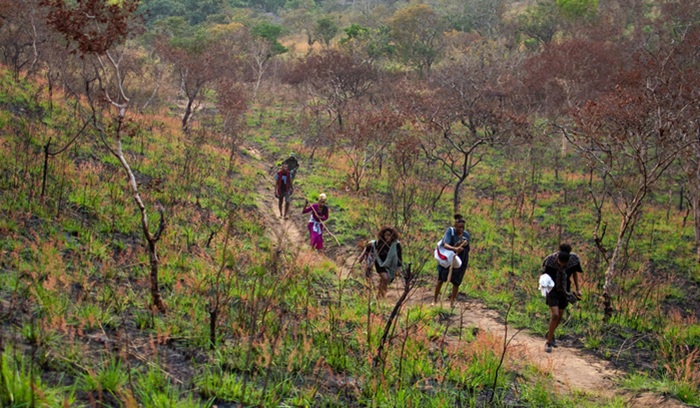 People walking through young forest